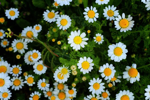 Háttérben a tavaszi gyönyörű százszorszép virágok. szelektív összpontosítás — Stock Fotó