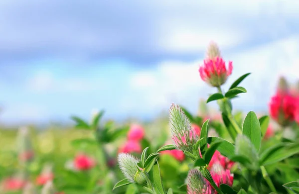 Fond de printemps rose belles fleurs. focus sélectif — Photo