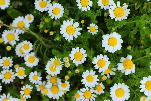 Bakgrund av våren vackra daisy blommor. selektivt fokus — Stockfoto