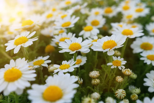 Bakgrund av våren vackra daisy blommor. selektivt fokus — Stockfoto