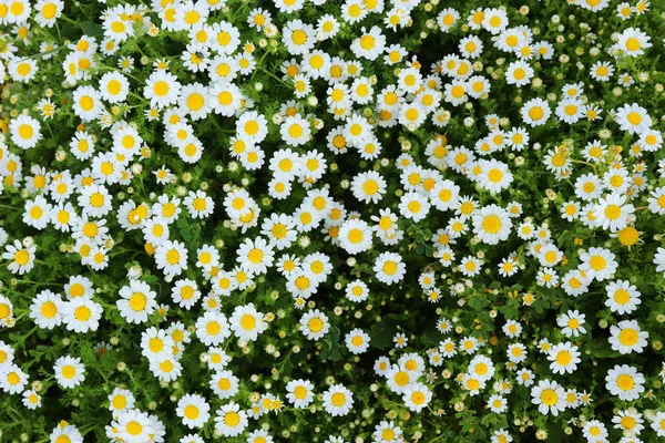 春の美しいデイジーの花の背景。選択的フォーカス — ストック写真