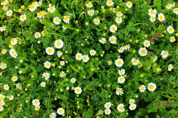 Bakgrund av våren vackra daisy blommor. selektivt fokus — Stockfoto