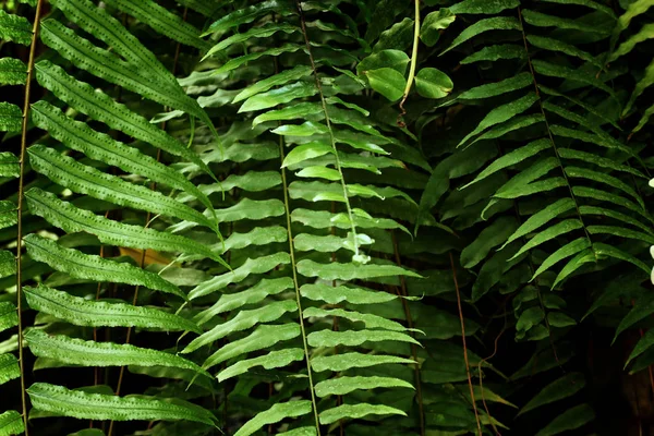 Texture des feuilles tropicales, feuillage nature fond vert — Photo