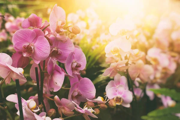 Rosa orkidé blomma i vårträdgården vår dag — Stockfoto