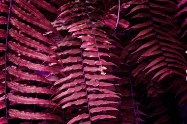 Tropikal yapraklardan yapılmış Ultra menekşe arka plan etkisi