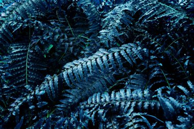 Tropikal yapraklardan yapılmış Ultra menekşe arka plan etkisi