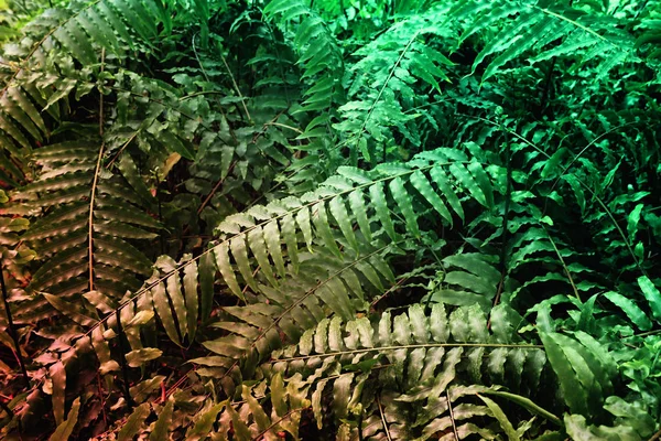 Tropische bladtextuur, gebladerte natuur groene achtergrond — Stockfoto