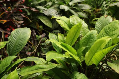 Tropik yaprak dokusu, yeşillik doğası yeşil arkaplan.