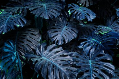 Monstera tropikal yapraklarından yapılmış Ultra Violet arka plan etkisi.