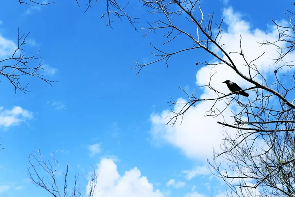 Crow zittend op boomtakken tegen de hemel — Stockfoto