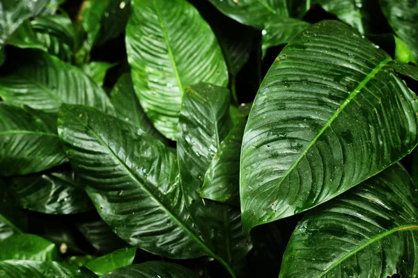 Textura de la hoja tropical, follaje naturaleza fondo verde. —  Fotos de Stock