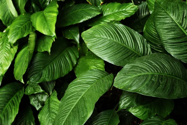 Texture des feuilles tropicales, feuillage nature fond vert. — Photo