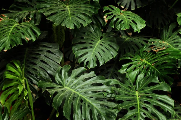 Monstera tropical textura foliar, folhagem natureza fundo verde . — Fotografia de Stock