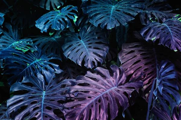 Efecto de fondo ultravioleta hecho de hojas tropicales de monstera . —  Fotos de Stock
