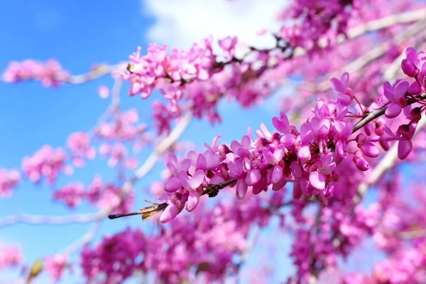 Bild av våren rosa blommor träd. selektivt fokus foto — Stockfoto