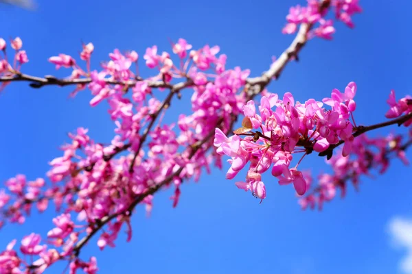Imagen del árbol de flores rosadas de primavera. foto de enfoque selectivo —  Fotos de Stock