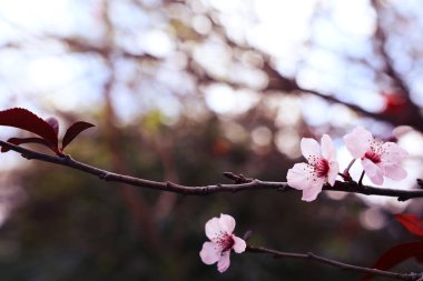 Bahar kiraz çiçekleri ağacının arka planı. seçici odak