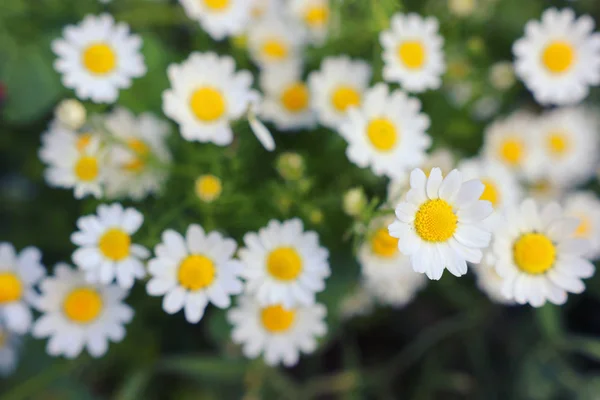 Bakgrund av våren vackra daisy blommor. selektivt fokus — Stockfoto