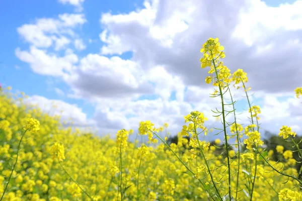 Fond de printemps jaune belles fleurs. focus sélectif . — Photo