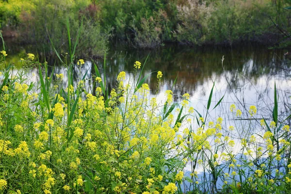 Фон весенних желтых красивых цветов. селективный фокус . — стоковое фото