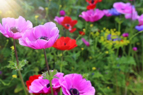 Foto de amapolas de colores en el campo verde . — Foto de Stock