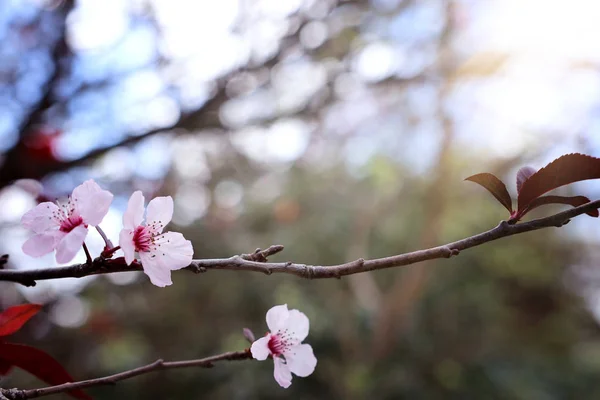 Bakgrund av våren körsbär blommor träd. selektivt fokus — Stockfoto