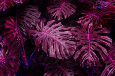 Monstera tropikal yapraklarından yapılmış Ultra Violet arka plan etkisi