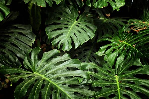 Textura de hoja de monstera tropical, follaje naturaleza fondo verde —  Fotos de Stock