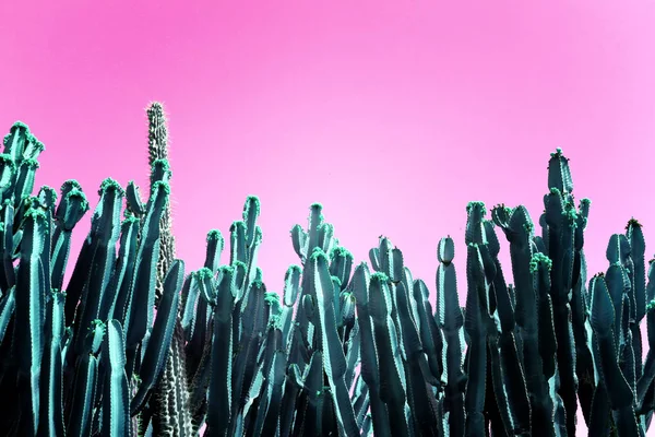 Ultra Violet background effect made of cactus