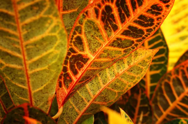 Tropical leaf texture, foliage nature green, orange and yellow background — Stock Photo, Image