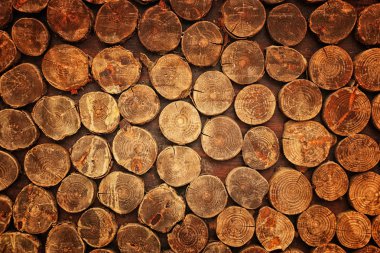 Birçok ağaç gövdesinin dokusuna sahip ahşap arkaplan