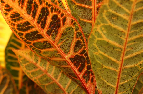 열대 잎 질감, 단풍 자연 녹색, 오렌지와 노란색 배경 — 스톡 사진
