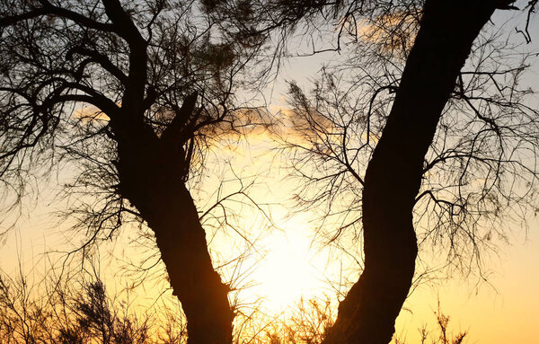 Abstract photo of sunset light burst among trees