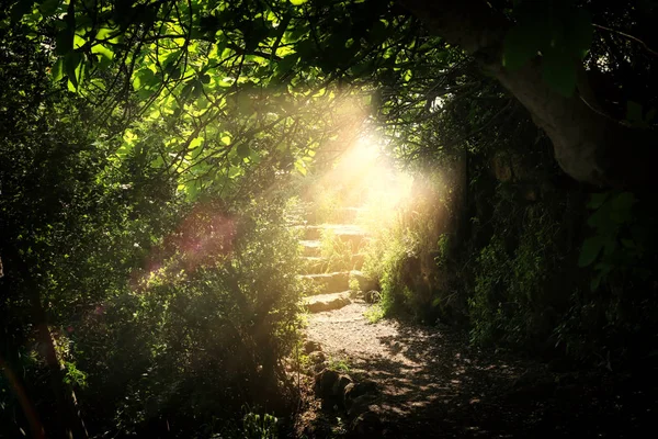 Escaleras de camino y piedra en un bosque oscuro mágico y misterioso con luz mística del sol. Concepto de cuento de hadas — Foto de Stock