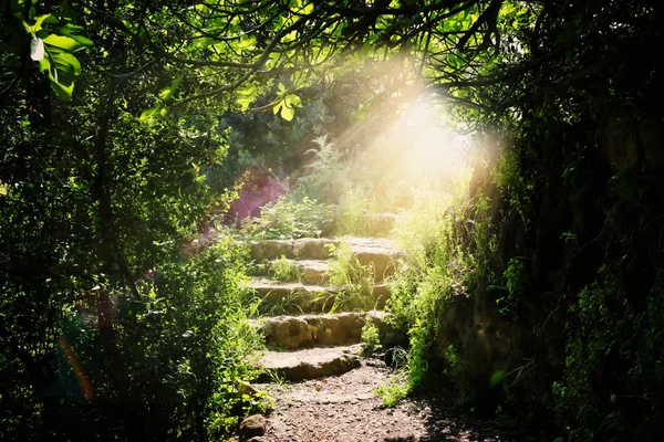 Дорога и каменные лестницы в волшебном и таинственном темном лесу с — стоковое фото