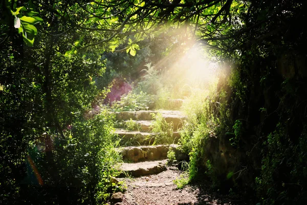 Straße und Steintreppe im magischen und geheimnisvollen dunklen Wald mit — Stockfoto