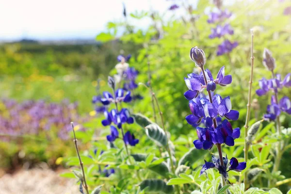 Fond de printemps violet belles fleurs. focus sélectif — Photo