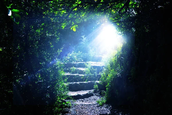 Escaleras de camino y piedra en un bosque oscuro mágico y misterioso con luz mística del sol. Concepto de cuento de hadas — Foto de Stock
