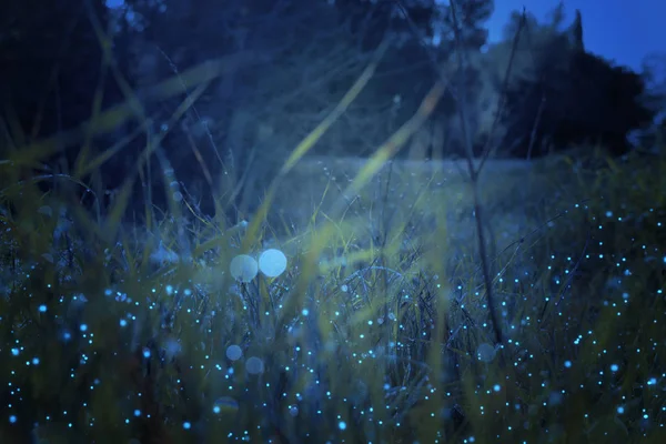 Foto abstrata e mágica de grama alta com Firefly voando na floresta noturna. Conceito de conto de fadas — Fotografia de Stock