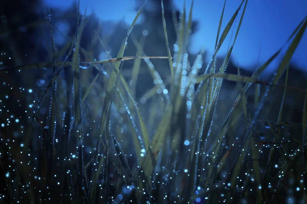 Foto abstrata e mágica de grama alta com Firefly voando na floresta noturna. Conceito de conto de fadas — Fotografia de Stock