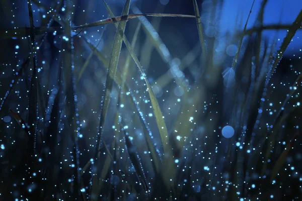 Abstract and magical photo of tall grass with Firefly flying in the night forest. Fairy tale concept — Stock Photo, Image