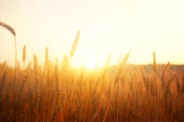 日没の光のフィールドで金色の小麦の耳 — ストック写真