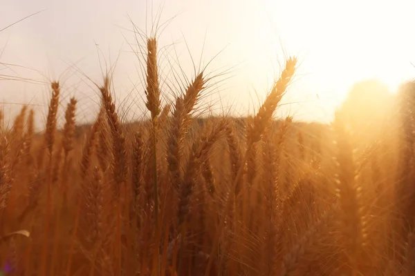 Spighe di grano dorato nel campo alla luce del tramonto — Foto Stock