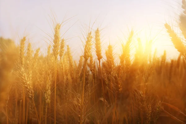 Ears of golden wheat in the field at sunset light — Stock Photo, Image