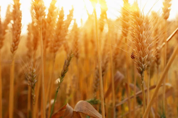 Uszy złotej pszenicy w polu o zachodzie słońca — Zdjęcie stockowe