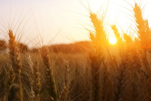 Spighe di grano dorato nel campo alla luce del tramonto — Foto Stock