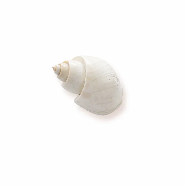 度假和夏季概念与一个白色贝壳隔离在白色木制背景 — 图库照片