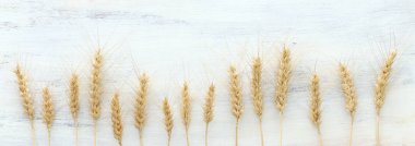 Beyaz ahşap zemin üzerinde buğday mahsullerinin üst görüntüsü. Yahudi bayramının sembolleri - Shavuot