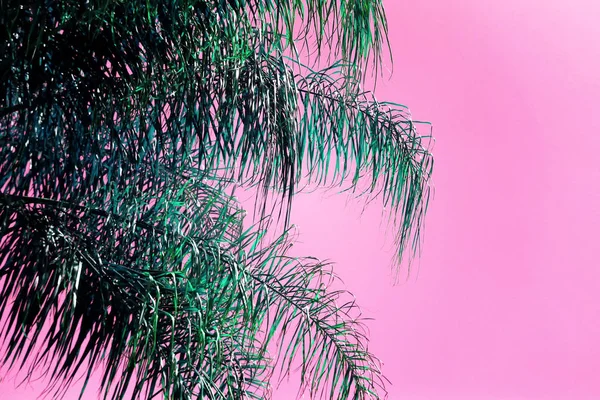 Abstracte afbeelding van palmboom met retro pasteltinten — Stockfoto