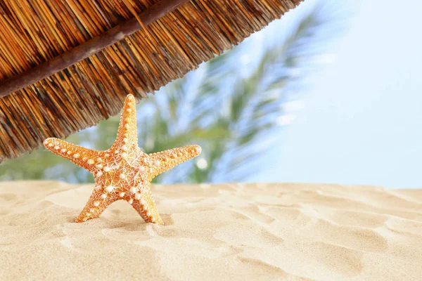 Semester. sandstrand och sjöstjärna framför sommar havet backgro — Stockfoto